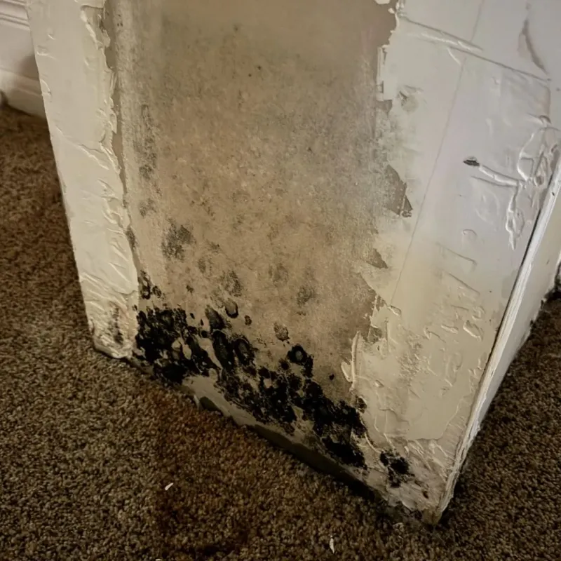 Professional Mold Removal in Canaan, ME